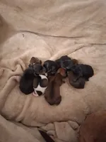 Hurricane, a female Miniature Dachshund for sale in Belfair, WA – Photo 3 of 4