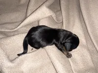 Hurricane, a female Miniature Dachshund for sale in Belfair, WA – Photo 1 of 4