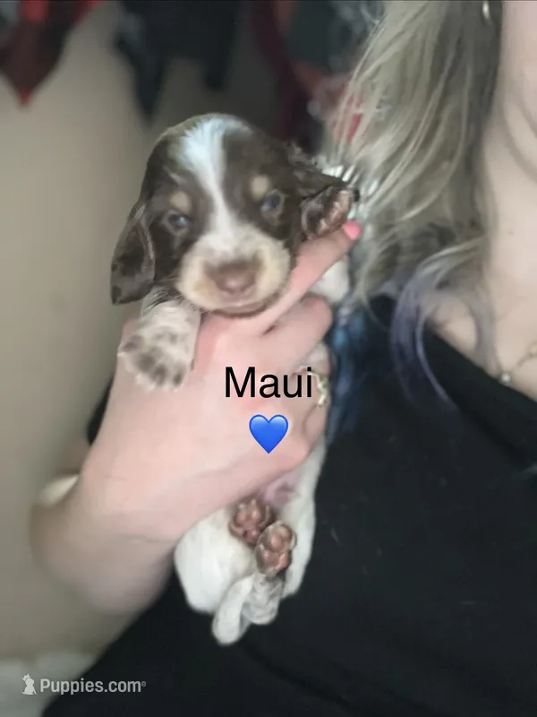 Maui – Miniature Dachshund puppy for sale in Belfair, WA