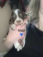 Maui, a male Miniature Dachshund for sale in Belfair, WA – 1 of 2