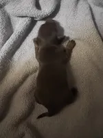 Galaxy, a male Miniature Dachshund for sale in Belfair, WA – Photo 7 of 7