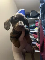 Galaxy, a male Miniature Dachshund for sale in Belfair, WA – Photo 1 of 7