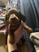 Galaxy, a male Miniature Dachshund for sale in Belfair, WA – Photo 3 of 7