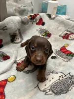 Galaxy, a male Miniature Dachshund for sale in Belfair, WA – Photo 4 of 7