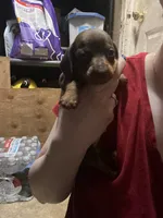 Galaxy, a male Miniature Dachshund for sale in Belfair, WA – Photo 5 of 7