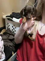 Galaxy, a male Miniature Dachshund for sale in Belfair, WA – Photo 2 of 7