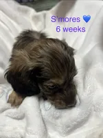 S’mores, a male Miniature Dachshund for sale in Belfair, WA – 6 of 10