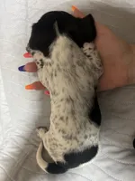 Drama, a female Miniature Dachshund for sale in Belfair, WA – 2 of 2