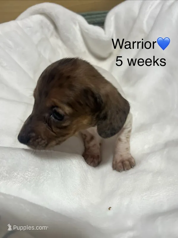 Warrior – Miniature Dachshund puppy for sale in Belfair, WA