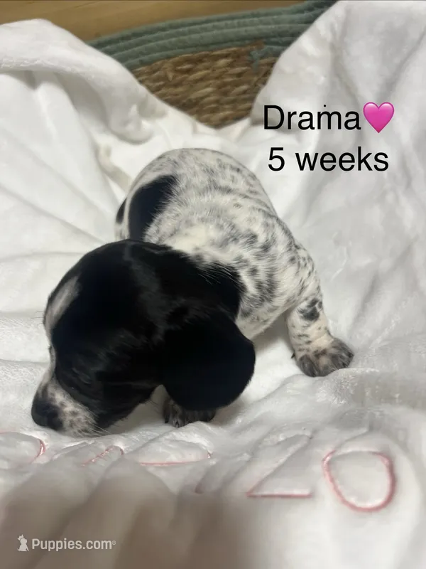 Drama – Miniature Dachshund puppy for sale in Belfair, WA