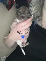 Warrior, a male Miniature Dachshund for sale in Belfair, WA – 2 of 2