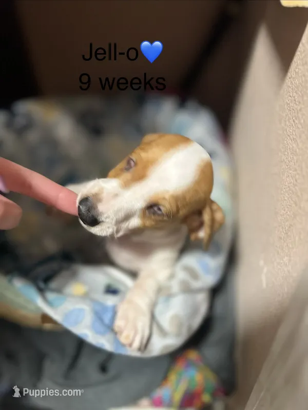 Jell-O – Miniature Dachshund puppy for sale in Belfair, WA