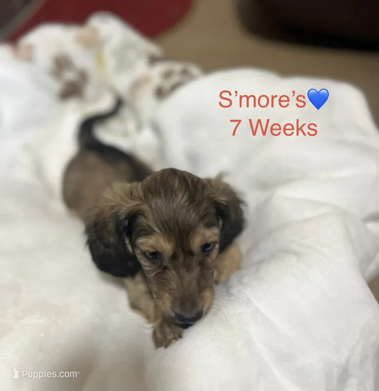 S’mores – Miniature Dachshund puppy for sale in Belfair, WA