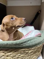 Espresso , a female Miniature Dachshund for sale in Belfair, WA – 5 of 10