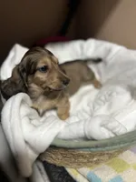 S’mores, a male Miniature Dachshund for sale in Belfair, WA – 4 of 10