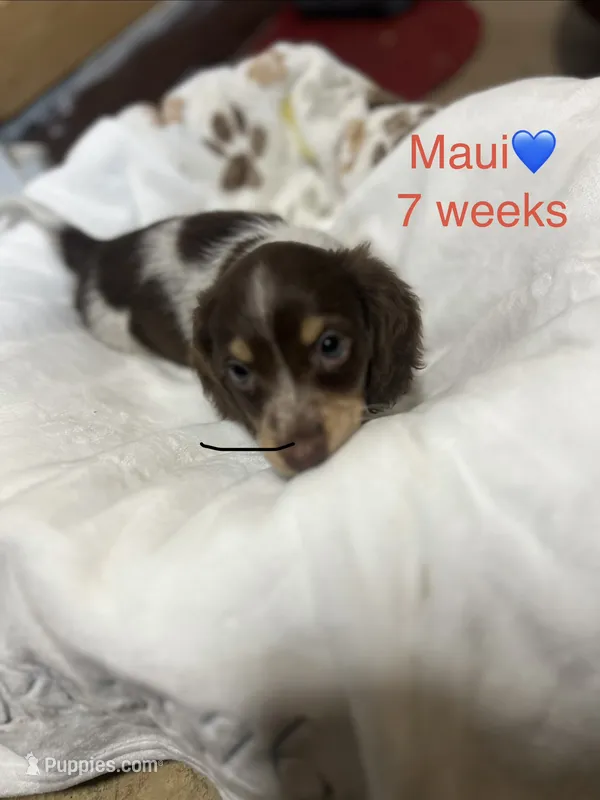 Maui – Miniature Dachshund puppy for sale in Belfair, WA