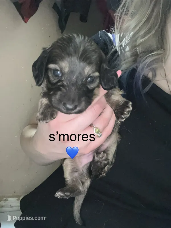 S'more's  – Miniature Dachshund puppy for sale in Belfair, WA