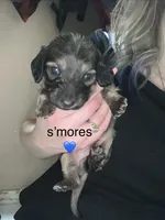 S'more's , a male Miniature Dachshund for sale in Belfair, WA – 1 of 2
