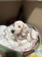 Anthem, a female Miniature Dachshund for sale in Belfair, WA – 3 of 10
