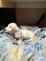 Anthem, a female Miniature Dachshund for sale in Belfair, WA – 10 of 10