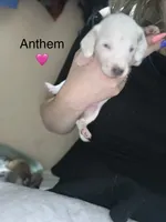 Anthem, a female Miniature Dachshund for sale in Belfair, WA – 1 of 2