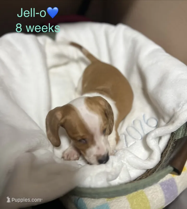 Jell-O – Miniature Dachshund puppy for sale in Belfair, WA