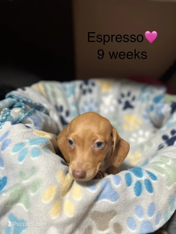 Espresso  – Miniature Dachshund puppy for sale in Belfair, WA