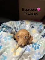Espresso , a female Miniature Dachshund for sale in Belfair, WA – 1 of 10