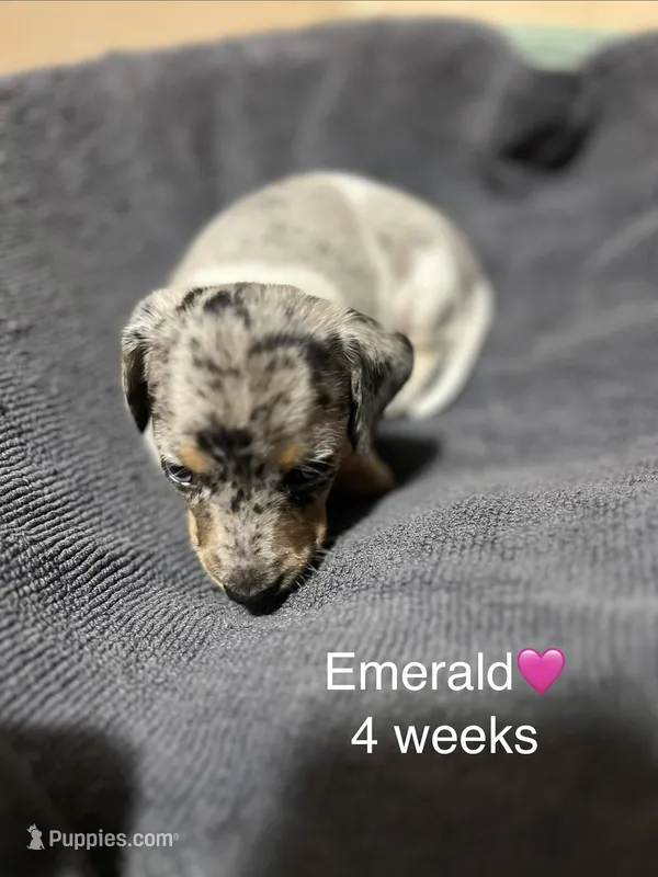 Emerald  – Miniature Dachshund puppy for sale in Belfair, WA