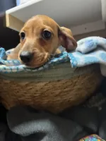 Disco, a male Miniature Dachshund for sale in Belfair, WA – 9 of 9