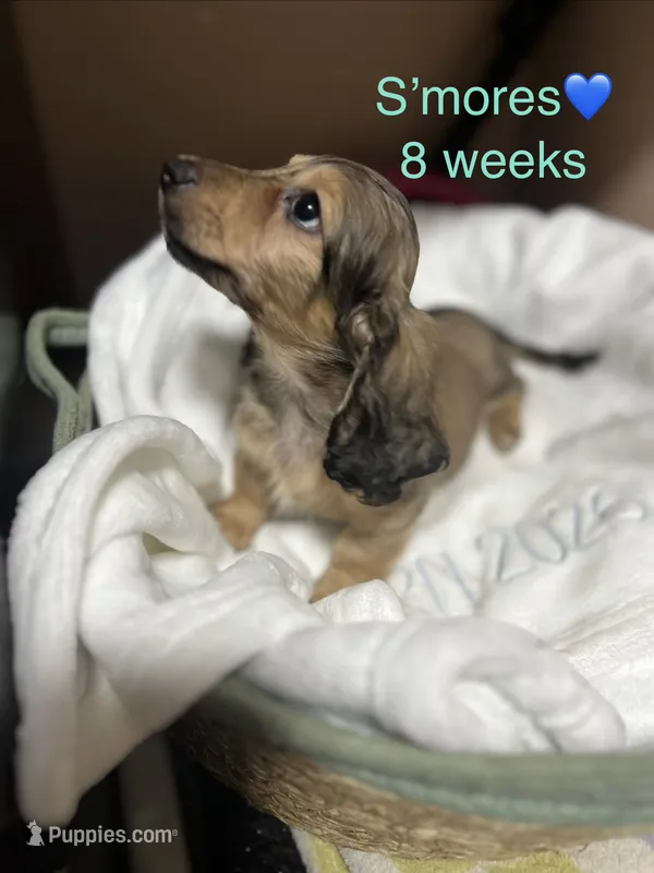 S’mores – Miniature Dachshund puppy for sale in Belfair, WA
