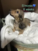 S’mores, a male Miniature Dachshund for sale in Belfair, WA – 2 of 10