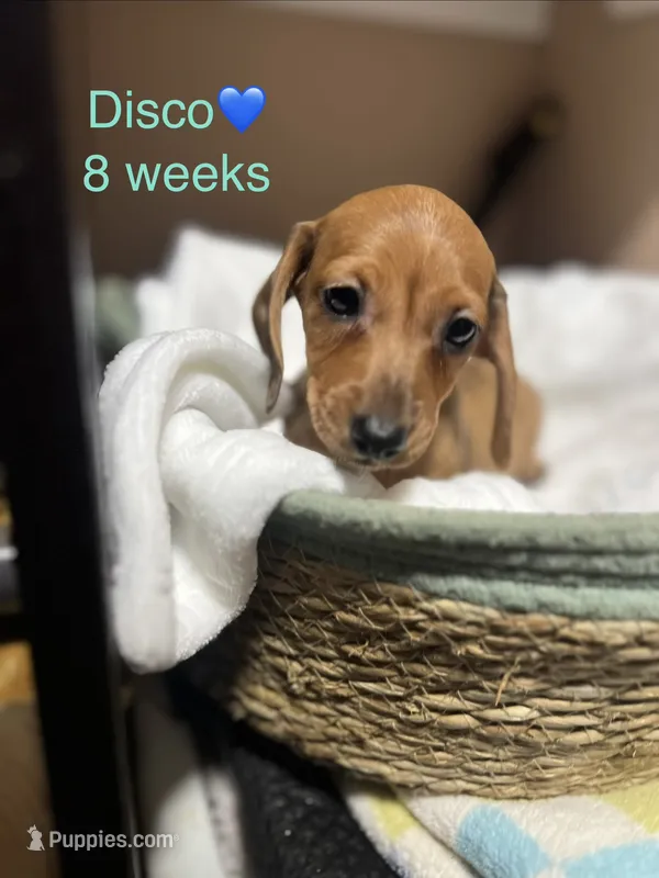 Disco – Miniature Dachshund puppy for sale in Belfair, WA