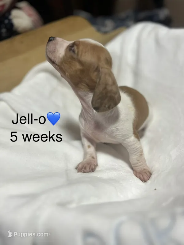 Jell-O – Miniature Dachshund puppy for sale in Belfair, WA