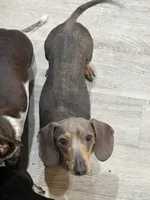 Hollywood, a female Miniature Dachshund for sale in Belfair, WA – 5 of 5