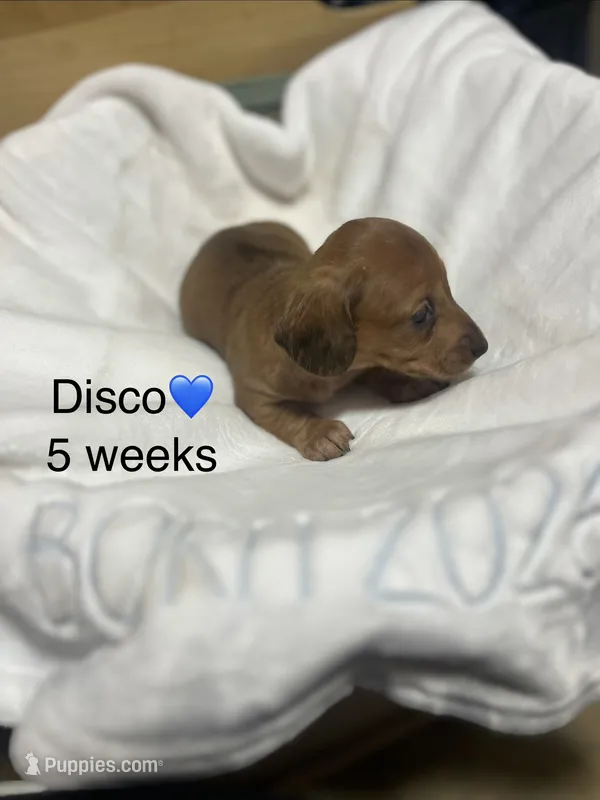 Disco – Miniature Dachshund puppy for sale in Belfair, WA