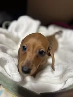 Disco, a male Miniature Dachshund for sale in Belfair, WA – 3 of 9