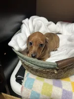 Disco, a male Miniature Dachshund for sale in Belfair, WA – 4 of 9