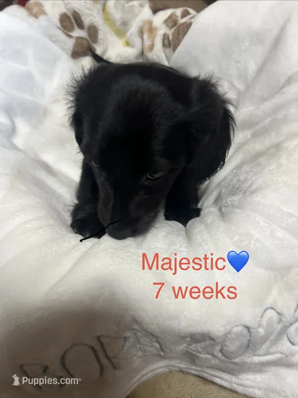 Majestic  – Miniature Dachshund puppy for sale in Belfair, WA