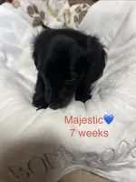 Majestic , a male Miniature Dachshund for sale in Belfair, WA – 5 of 10