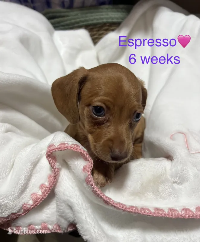 Espresso  – Miniature Dachshund puppy for sale in Belfair, WA