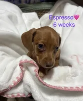 Espresso , a female Miniature Dachshund for sale in Belfair, WA – 7 of 10