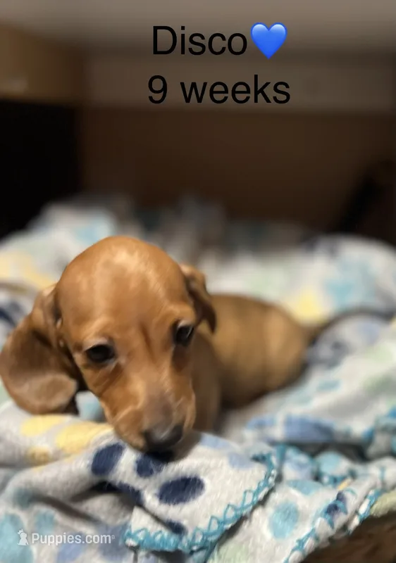 Disco – Miniature Dachshund puppy for sale in Belfair, WA