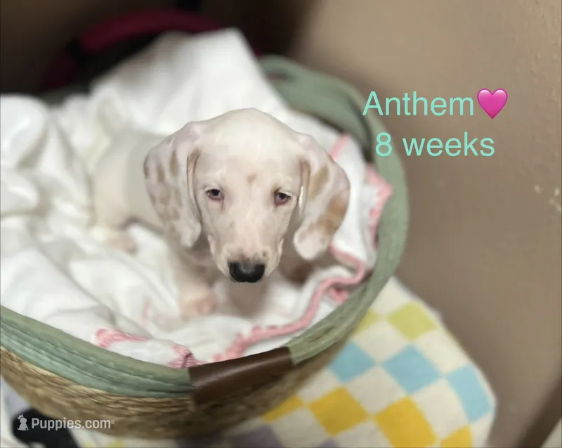 Anthem – Miniature Dachshund puppy for sale in Belfair, WA