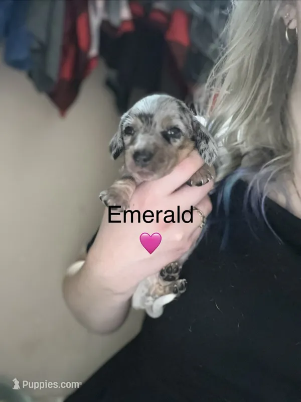 Emerald  – Miniature Dachshund puppy for sale in Belfair, WA