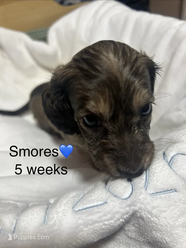 S'more's  – Miniature Dachshund puppy for sale in Belfair, WA