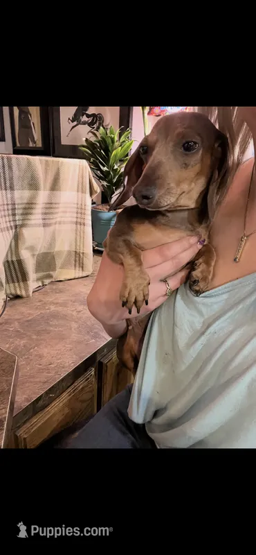 Hollywood – Miniature Dachshund puppy for sale in Belfair, WA