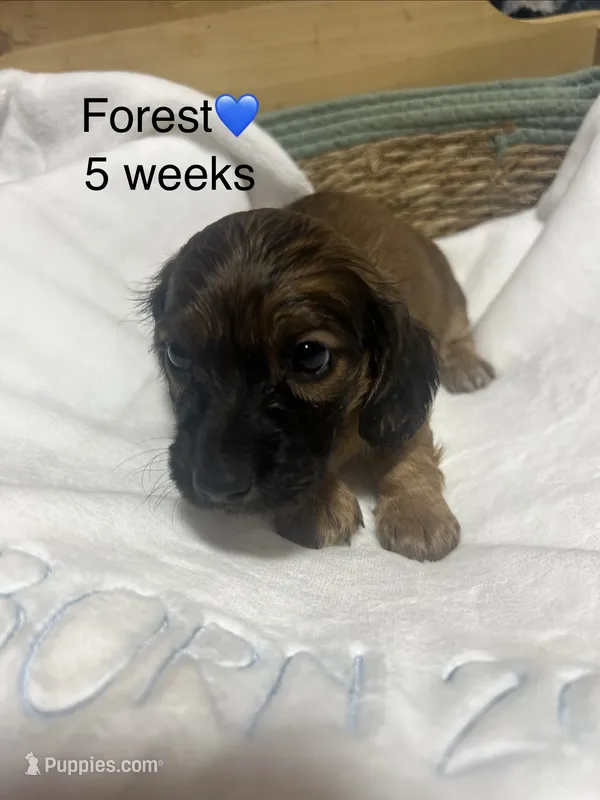 Forest  – Miniature Dachshund puppy for sale in Belfair, WA