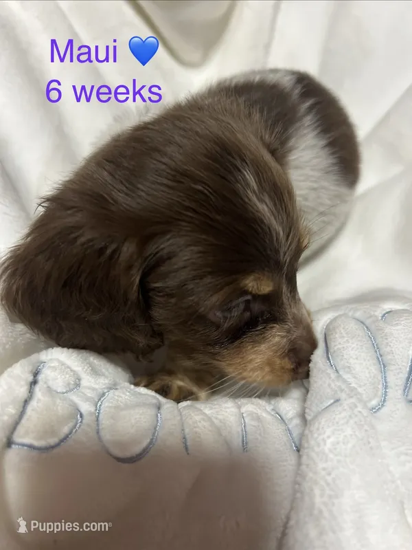 Maui – Miniature Dachshund puppy for sale in Belfair, WA