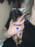 Forest , a male Miniature Dachshund for sale in Belfair, WA – 1 of 2